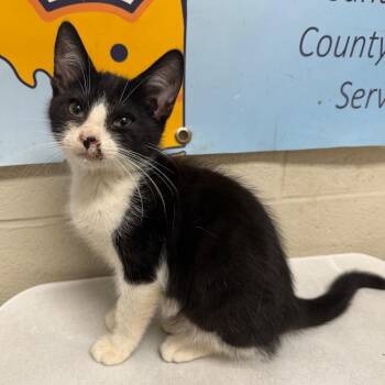 Skunk -  Domestic Short Hair Cat for Adoption in Milton, Florida - Skunk | PetCurious