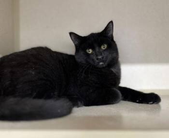 Viper -  Domestic Short Hair Cat for Adoption in Humboldt, Iowa - Viper | PetCurious