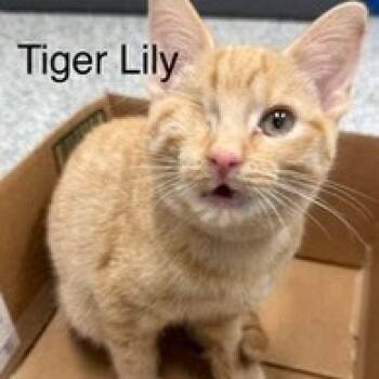 Rescue Domestic Short Hair Cats for Adoption in Kingman, Kansas - Tiger Lily (purple Collar) | PetCurious