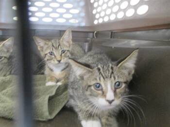 KITANA -  Domestic Short Hair Cat for Adoption in Ocala, Florida - KITANA | PetCurious