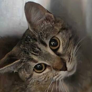 Boysenberry -  Domestic Short Hair Cat for Adoption in Milan, Illinois - Boysenberry | PetCurious