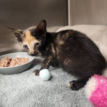 Pepper -  Domestic Short Hair Cat for Adoption in Evensville, Tennessee - Pepper | PetCurious