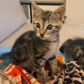 Rocky -  Domestic Short Hair Cat for Adoption in Park City, Utah - Rocky | PetCurious