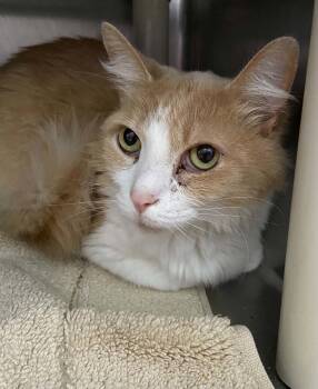Tic Tac - At shelter -  Domestic Medium Hair Cat for Adoption in Rustburg, Virginia - Tic Tac - At Shelter | PetCurious