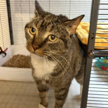 Jackie -  Domestic Short Hair Cat Available for Adoption in Cortland, New York - Jackie | PetCurious