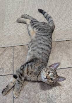 Rescue Tabby and Domestic Short Hair Cats for Adoption in Crystal River, Florida - PARIS | PetCurious