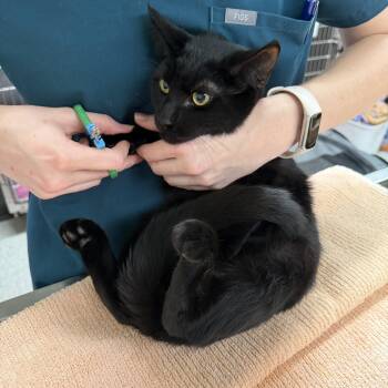 Poet -  Oriental Short Hair and Domestic Short Hair Cat for Adoption in Kent, Washington - Poet | PetCurious