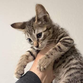 Oreo -  Domestic Short Hair Cat for Adoption in San Diego, California - Oreo | PetCurious