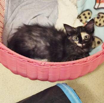 Ladybug Summerlover -  Domestic Medium Hair and Tortoiseshell Cat for Adoption in Chandler, Arizona - Ladybug Summerlover | PetCurious