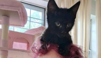 Domestic Short Hair Cats Available for Adoption in Fort Collins, Colorado - Gnocchi | PetCurious