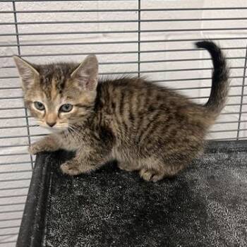 Quinn-C -  Domestic Short Hair Cat for Adoption in East St. Louis, Illinois - Quinn-C | PetCurious