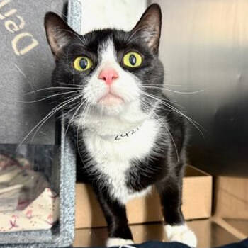 Rescue Domestic Short Hair Cats for Adoption in New York, New York - Chloe | PetCurious