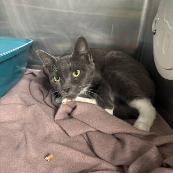 Milena -  Domestic Short Hair and Russian Blue Cat for Adoption in Spokane, Washington - Milena | PetCurious