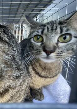 SUGAR -  Domestic Short Hair Cat for Adoption in Fort Myers, Florida - SUGAR | PetCurious