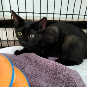 Bob -  Domestic Short Hair Cat for Adoption in Belfair, Washington - Bob | PetCurious