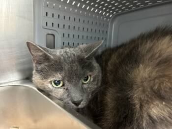 Rescue Domestic Short Hair Cats for Adoption in Portsmouth, Virginia - Twinkle | PetCurious