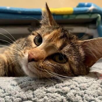 Cupcake -  Domestic Short Hair Cat Available for Adoption in Cheyenne, Wyoming - Cupcake | PetCurious