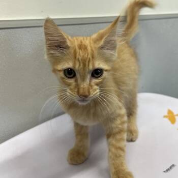 Cheddar -  Domestic Short Hair Cat for Adoption in Tampa, Florida - Cheddar | PetCurious