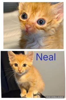 Neal-not at the shelter -  Domestic Short Hair and Tabby Cat for Adoption in Rustburg, Virginia - Neal-not At The Shelter | PetCurious