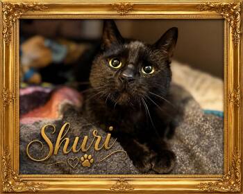Shuri-Courtesy Post for Heart4Animals -  Domestic Short Hair Cat for Adoption in Laurel, Maryland - Shuri-Courtesy Post For Heart4Animals | PetCurious