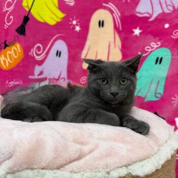 Lime -  Domestic Short Hair Cat for Adoption in Riverwoods, Illinois - Lime | PetCurious