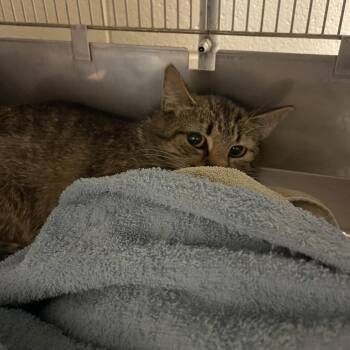 Domestic Short Hair Cats Available for Adoption in Bristol, Indiana - Diana | PetCurious