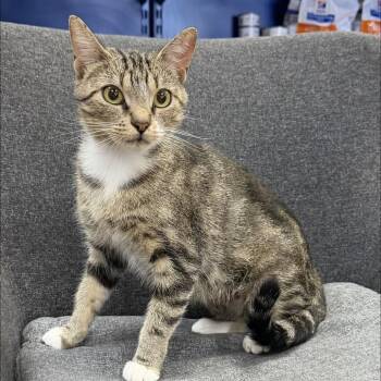 Estonia *Meet me at Plymouth Petsmart* -  Domestic Short Hair Cat for Adoption in Buffalo, Minnesota - Estonia *Meet Me At Plymouth Petsmart* | PetCurious