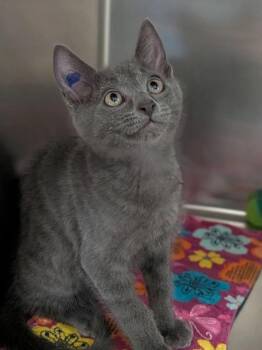 Coretta -  Domestic Short Hair Cat for Adoption in Sherwood, Oregon - Coretta | PetCurious