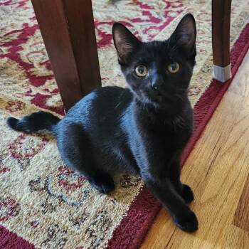Domestic Short Hair Cats Available for Adoption in Talent, Oregon - Peony | PetCurious