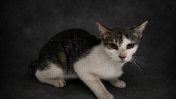 A1278351 -  Domestic Short Hair Cat for Adoption in Winter Haven, Florida - A1278351 | PetCurious