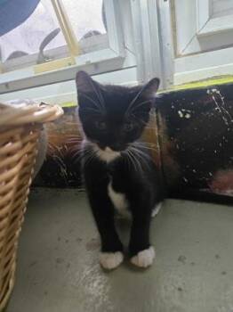 Ferris -  Domestic Short Hair Cat Available for Adoption in Savannah, Georgia - Ferris | PetCurious
