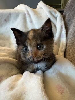 Folklore -  Domestic Short Hair Cat for Adoption in Evansville, Indiana - Folklore | PetCurious