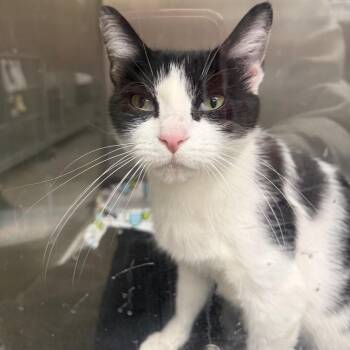 Aqua -  Domestic Short Hair Cat for Adoption in Buffalo, New York - Aqua | PetCurious
