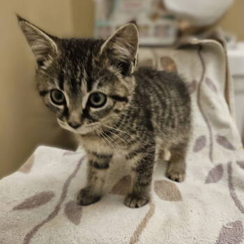 Rescue Domestic Short Hair Cats for Adoption in Herndon, Virginia - Zoey | PetCurious