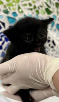 BASTET -  Domestic Short Hair Cat Available for Adoption in Pensacola, Florida - BASTET | PetCurious