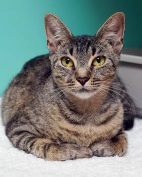 Pomelo -  Domestic Short Hair Cat for Adoption in Novato, California - Pomelo | PetCurious