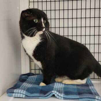 Domestic Short Hair Cats Available for Adoption in New York, New York - Nubby | PetCurious