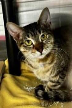 Gale -  Domestic Short Hair Cat for Adoption in Georgetown, South Carolina - Gale | PetCurious