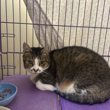 Bailey -  Domestic Medium Hair Cat for Adoption in Bedford, New Hampshire - Bailey | PetCurious