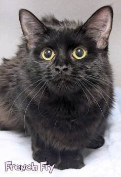 Rescue Domestic Medium Hair and Domestic Short Hair Cats for Adoption in Mason, Michigan - French Fry | PetCurious