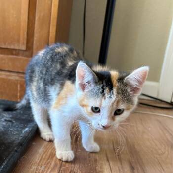 Domestic Short Hair Cats Available for Adoption - Luna | PetCurious