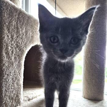 Nagini -  Domestic Short Hair Cat for Adoption in Chattanooga, Tennessee - Nagini | PetCurious