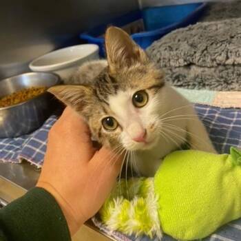 Shrimp -  Domestic Short Hair Cat for Adoption in Chehalis, Washington - Shrimp | PetCurious