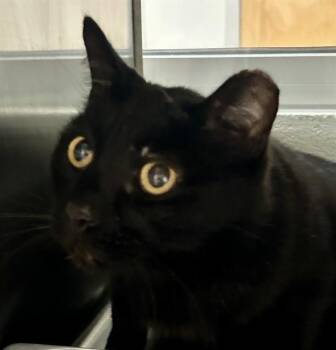CARMICHAEL -  Domestic Short Hair Cat for Adoption in Colorado Springs, Colorado - CARMICHAEL | PetCurious
