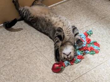 Domestic Short Hair Cats Available for Adoption in Port Barrington, Illinois - Sugar | PetCurious