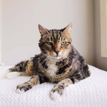 Rescue Tabby Cats for Adoption in Wayne, New Jersey - Meech | PetCurious