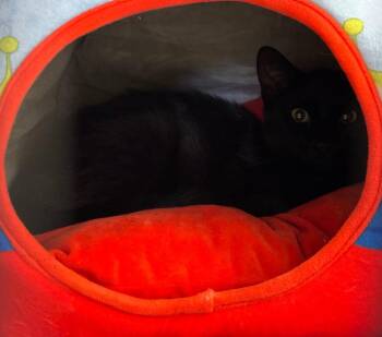 Ronald -  Domestic Short Hair Cat Available for Adoption in Youngtown, Arizona - Ronald | PetCurious