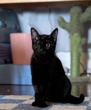 Marble -  Domestic Short Hair Cat for Adoption in Albuquerque, New Mexico - Marble | PetCurious