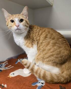 August -  Domestic Short Hair Cat Available for Adoption in Bellingham, Washington - August | PetCurious