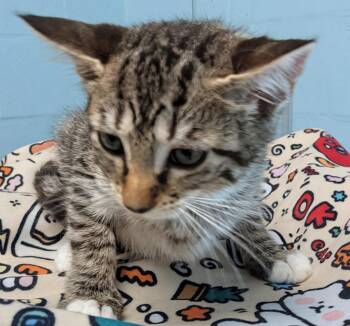 Bug -  Domestic Short Hair Cat for Adoption in Cape Coral, Florida - Bug | PetCurious